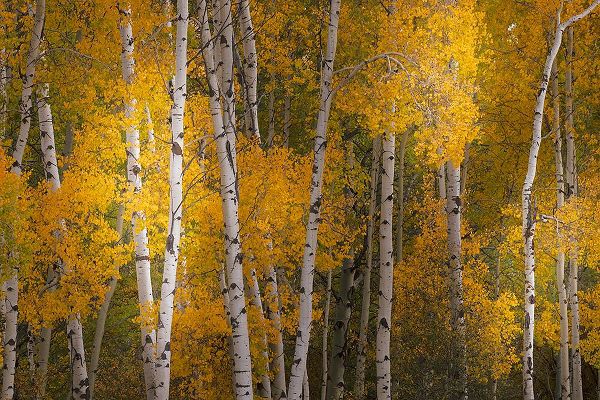 Jones, Adam 아티스트의 Pattern of white tree trunks among golden aspen leaves-Grand Teton National Park-Wyoming작품입니다.
